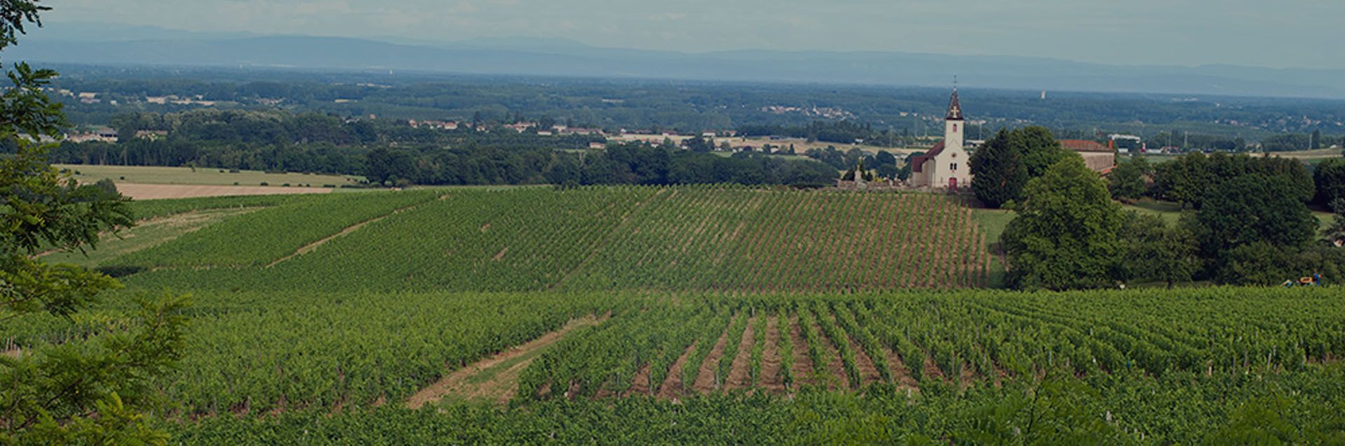 Domaine André Bonhomme - Notre savoir-faire à la vigne