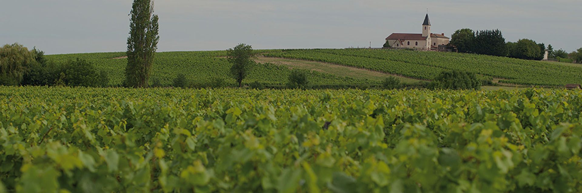 Domaine André Bonhomme - Notre savoir-faire à la vigne