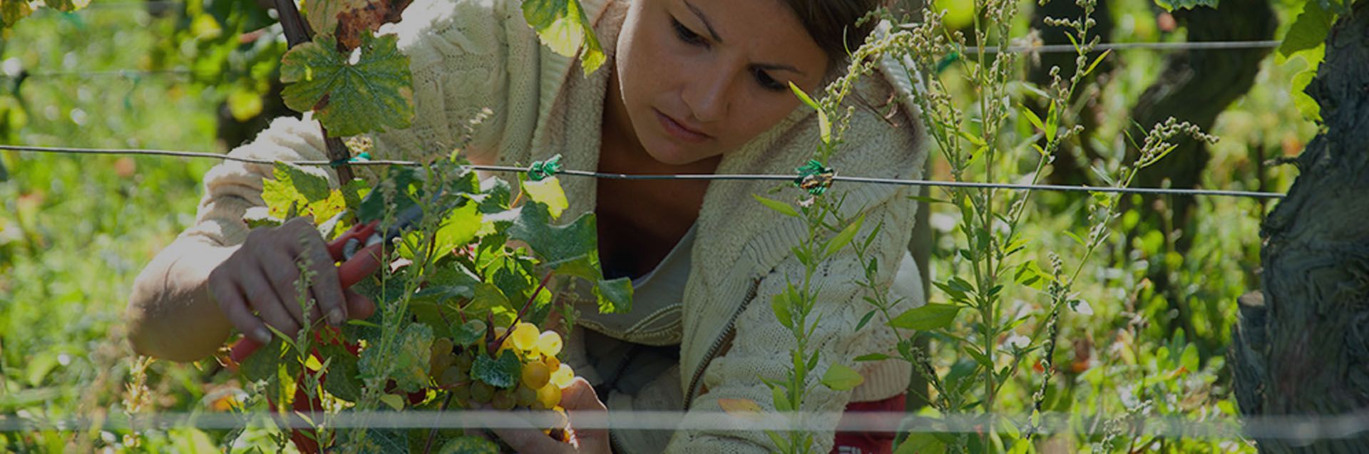 Domaine André Bonhomme - Notre savoir-faire à la vigne