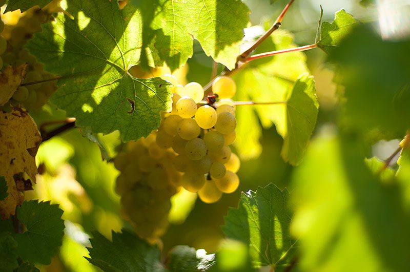 Domaine André Bonhomme à Viré Clessé